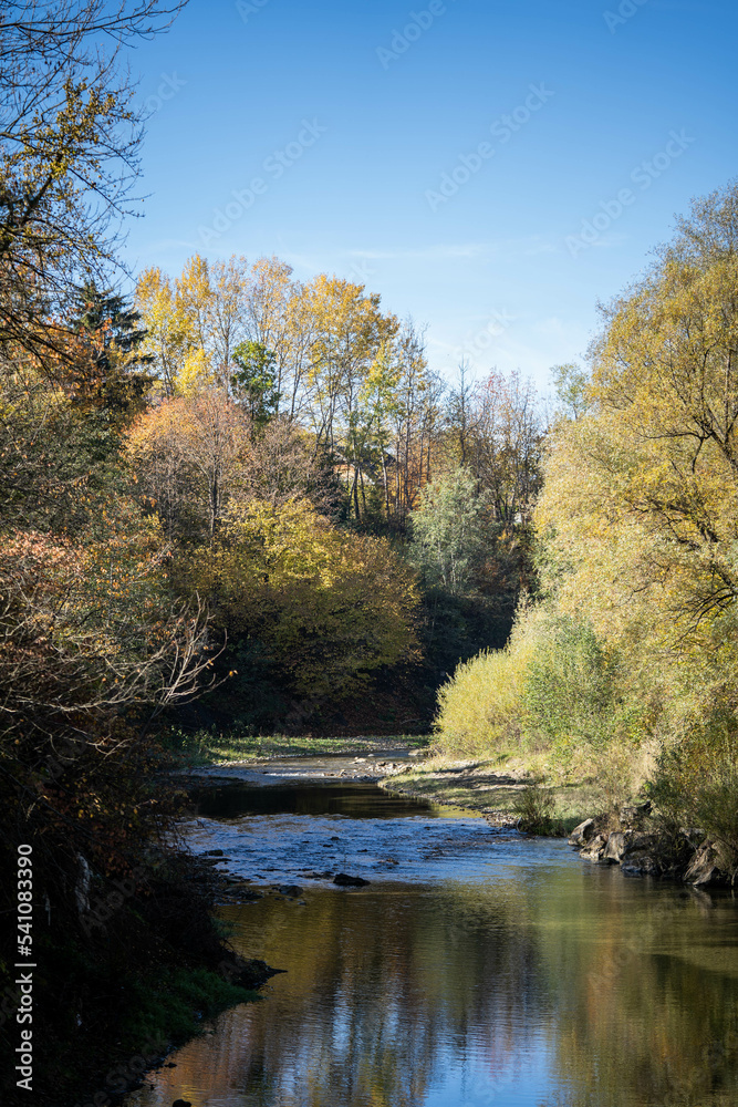 river among lush forest, beautiful autumn, incredible wildlife