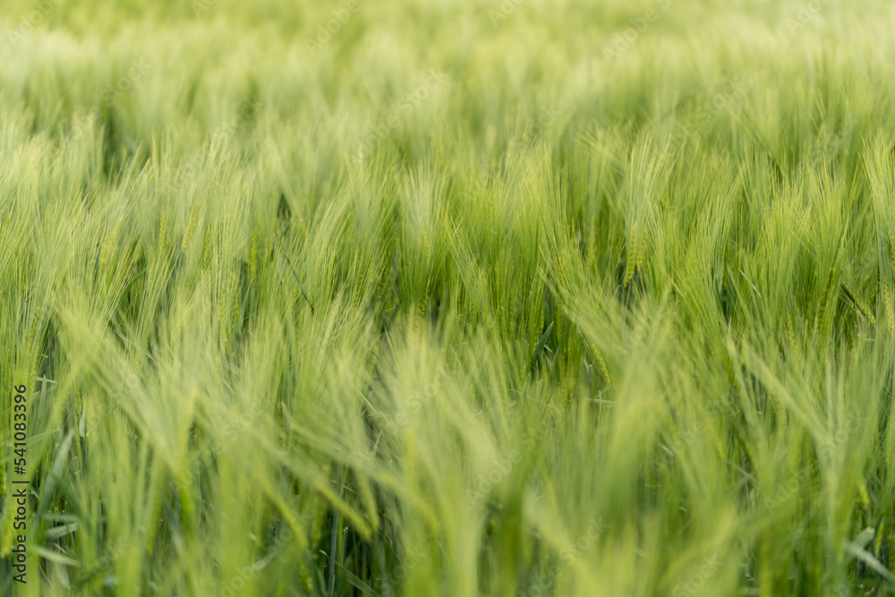 green juicy ears of wheat, incredible wildlife green juicy ears of wheat, incredible wildlife