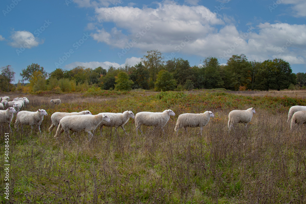 Sheeps walking through a green meadow, rural scene in the Netherlands Sheeps walking through a green meadow, rural scene in the Netherlands