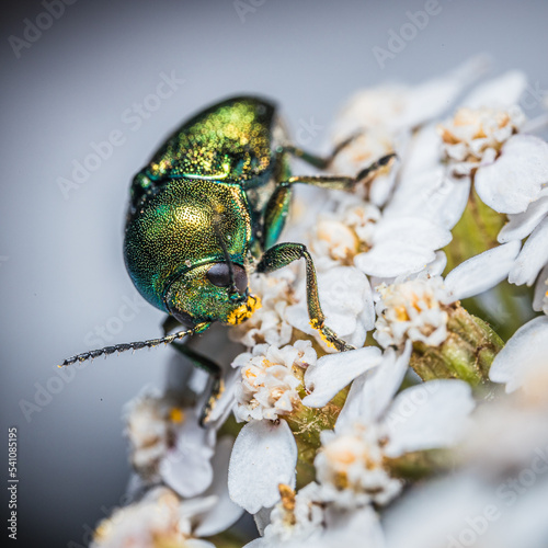 Fotografia macro żuczka na kwiatku