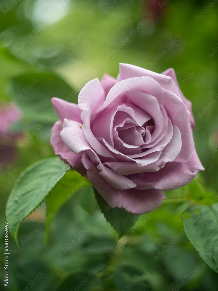 pink rose with leaves