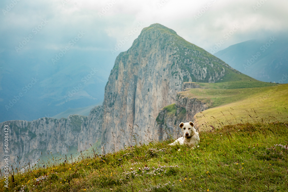 The dog lies on the background of the mountain