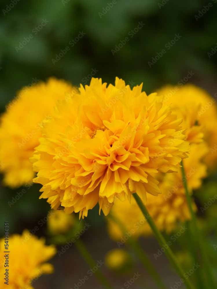 yellow dandelion flower yellow dandelion flower