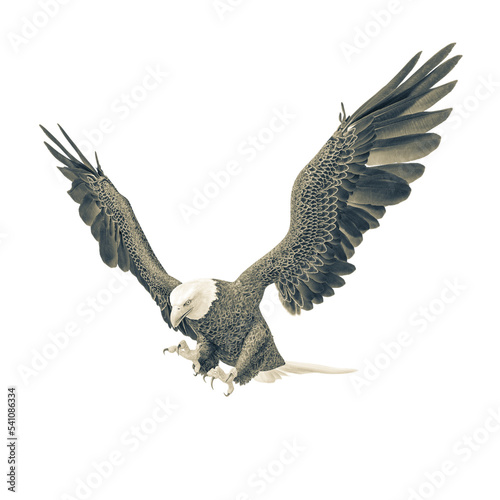 american bald eagle is hunting down in white background side view