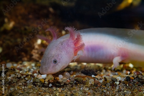 axolotl salamander smell food on sand bottom, funny freshwater domesticated amphibian, endemic of Valley of Mexico, tender coldwater species, low light mood, blurred background, pet shop sale
