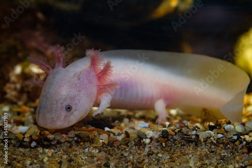 axolotl salamander search for prey on sand bottom, funny freshwater domesticated amphibian, endemic of Valley of Mexico, tender coldwater species, low light mood, blurred background, pet shop sale