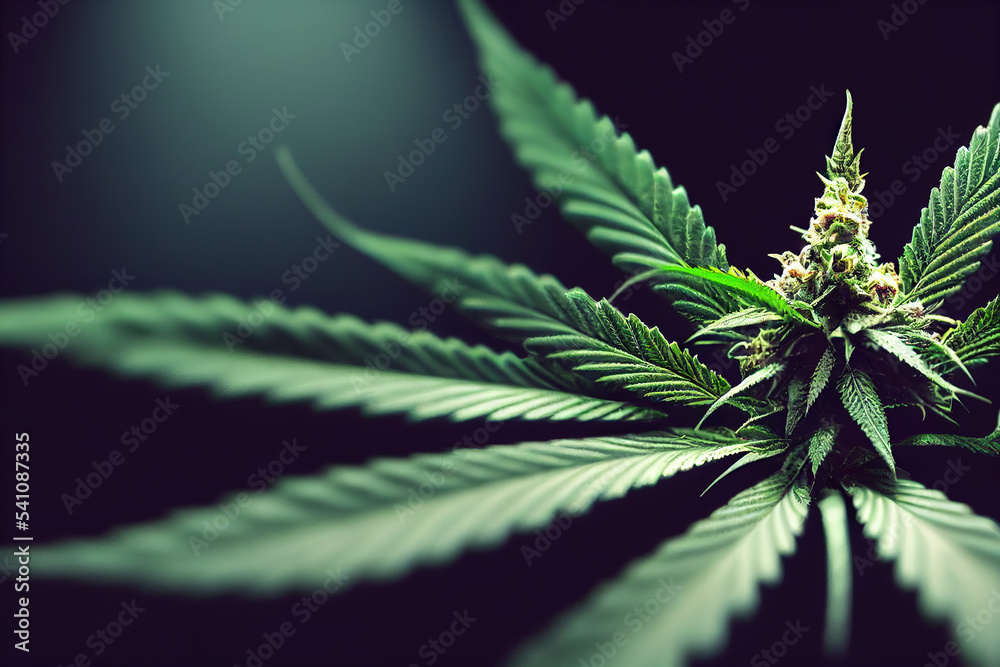 Green leaves of medicinal cannabis. Medical marijuana flower buds. Hemp buds medical marijuana concept on isolated background. Close-up of a marijuana buds flower Green leaves of medicinal cannabis. Medical marijuana flower buds. Hemp buds medical marijuana concept on isolated background. Close-up of a marijuana buds flower