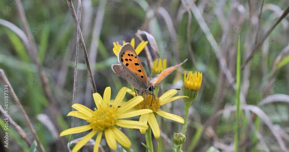 Papillon butinant une fleur jaune