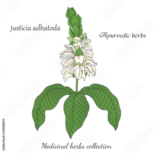 vector graphic illustration with Justicia adhatoda plant 2