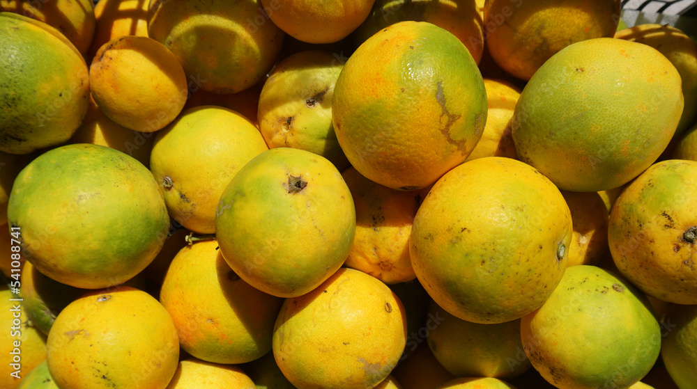 Wild orange tree fruits harvest in the sun isolated close-up, Spanish oranges