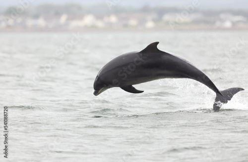 
Wild Tursiops truncatus bottlenose dolphins swimming free and breaching in Scotland in the Moray firth wild hunting for salmon