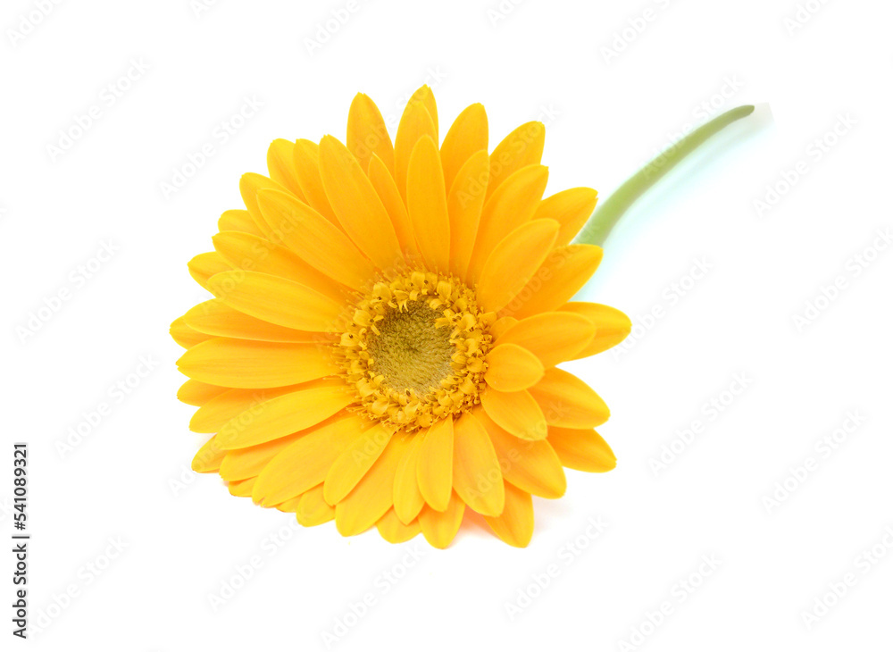 Stack colorful Gerber flowers isolated on white Stack colorful Gerber flowers isolated on white