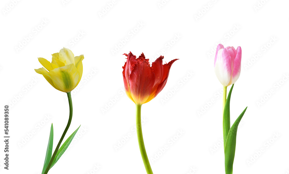 Colorful tulip flowers  isolated on white 