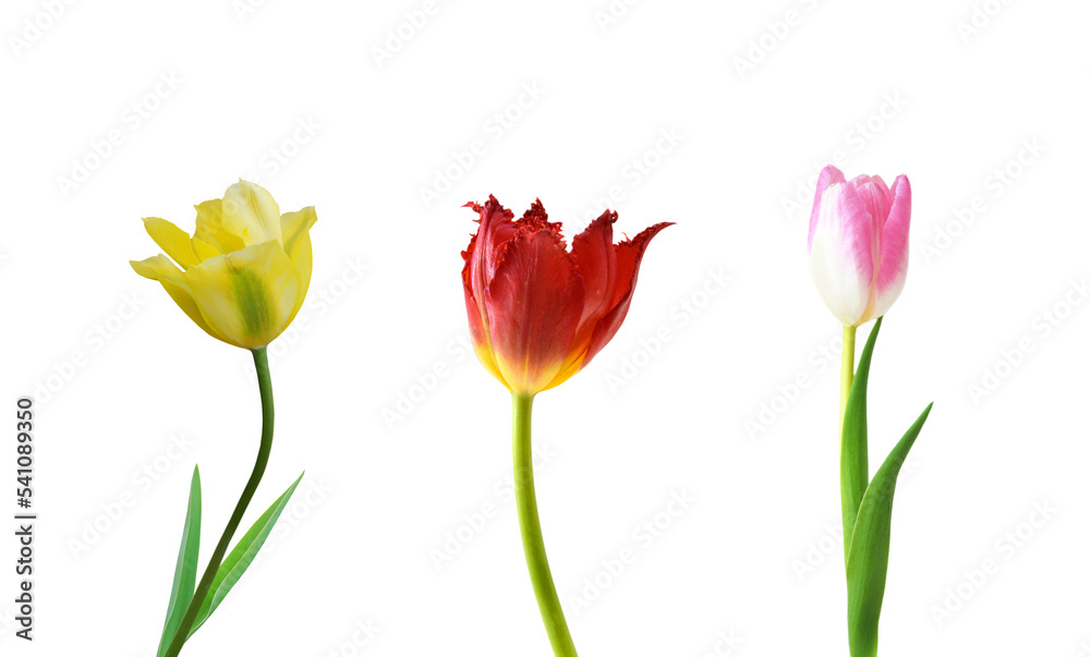 Colorful tulip flowers isolated on white Colorful tulip flowers isolated on white