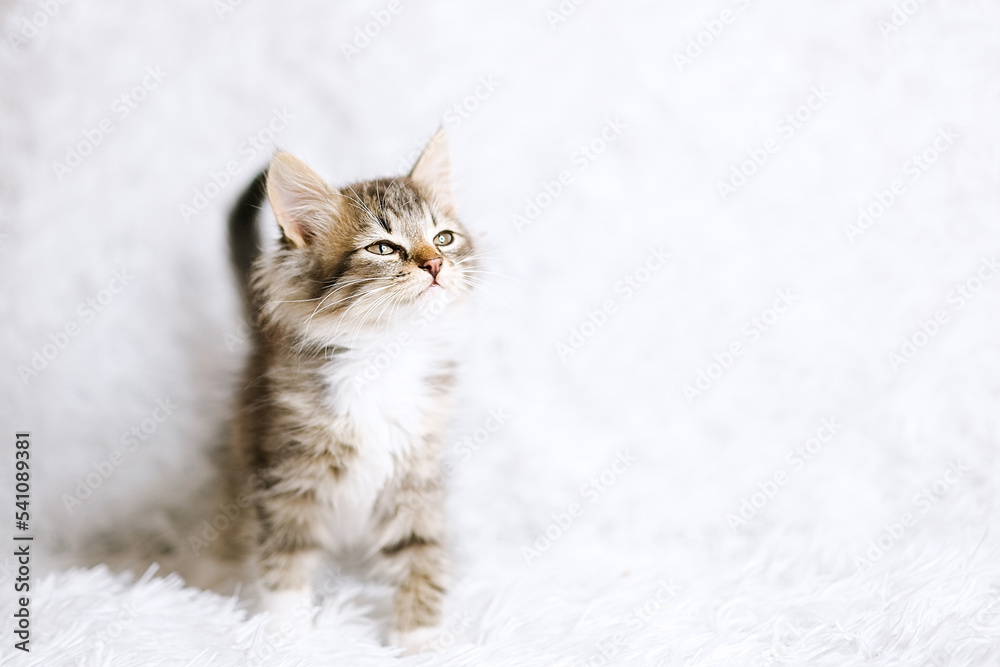 Little kitten on a white blanket. Kitty two months Little kitten on a white blanket. Kitty two months