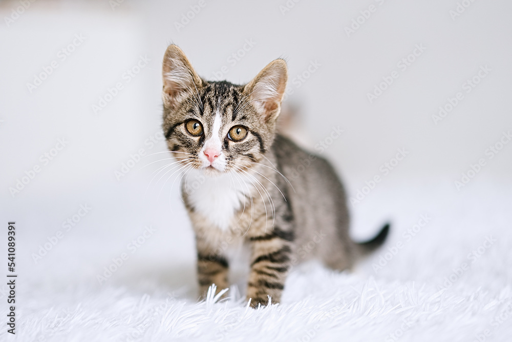 Little kitten on a white blanket. Kitty two months Little kitten on a white blanket. Kitty two months