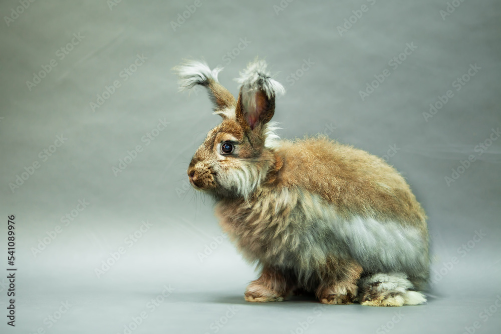 Rabbit natural color, angora breed, on a gray background, studio shot, copy space.