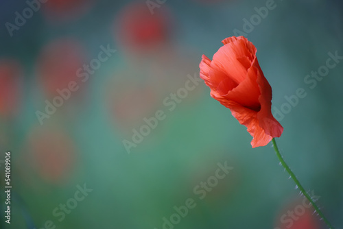 Field poppy (Papaver rhoeas) - common poppy red flower, Gdansk, Poland