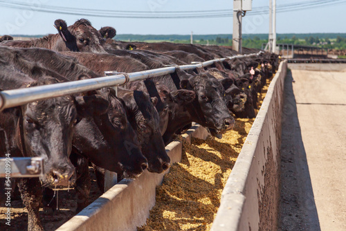 Feeding process of black angus cattle.