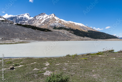 Fototapeta The Athabasca River with glacial silt from runoff, in the Canadian Rockies
