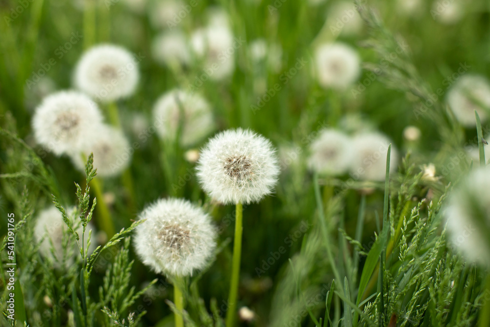 Dandelions in field. Plant in spring. Details of summer nature. Dandelions in field. Plant in spring. Details of summer nature.