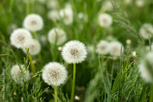 Dandelions in field. Plant in spring. Details of summer nature.