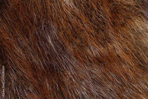Close up of fox fur textures background.