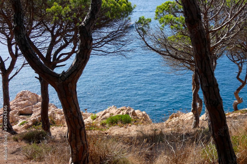 trees near the sea on the costa brava in the mediterranean sea, Catalonia, Spain