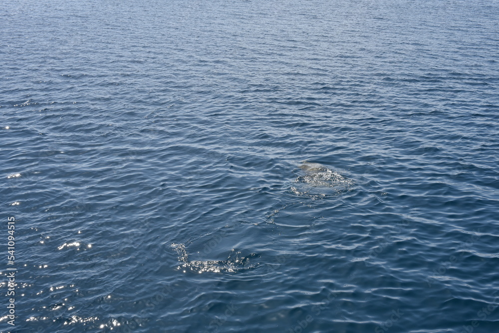 Naklejka premium Red sea, Walk on the red sea, red sea beaches.