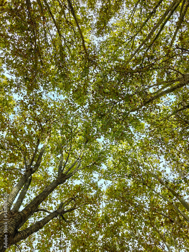 Fototapeta premium trees in the forest