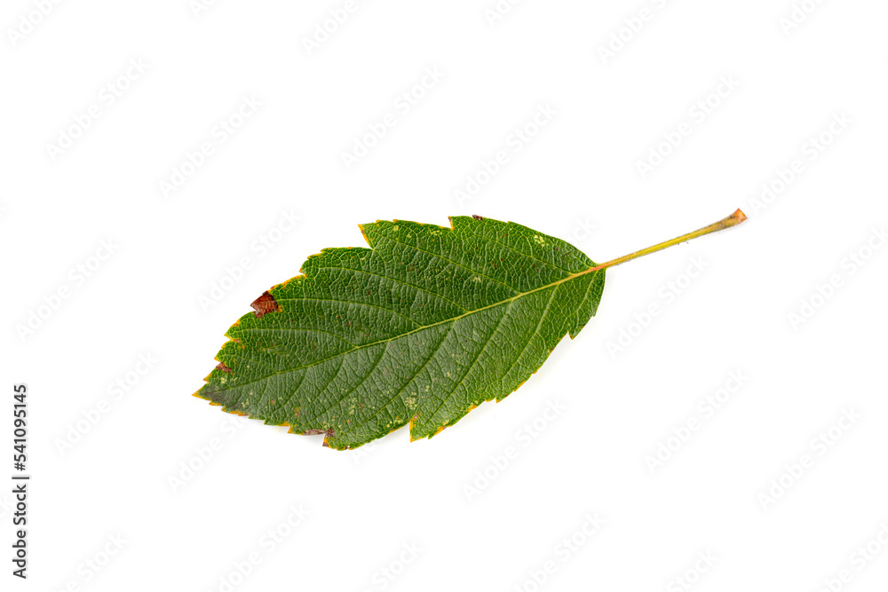 Fototapeta premium Autumn Leaf Isolated. Colored Autumn Tree Leaves