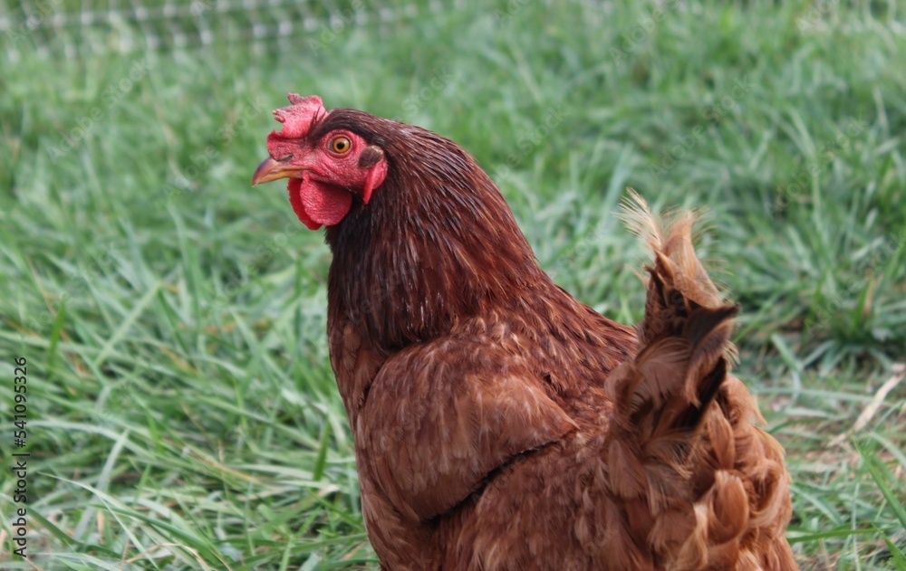 Fototapeta premium chicken in pasture