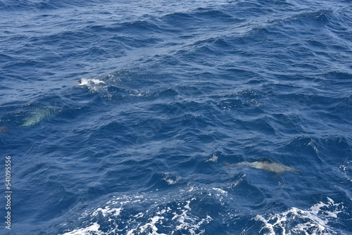 Fototapeta Naklejka Na Ścianę i Meble -  blue sea wave