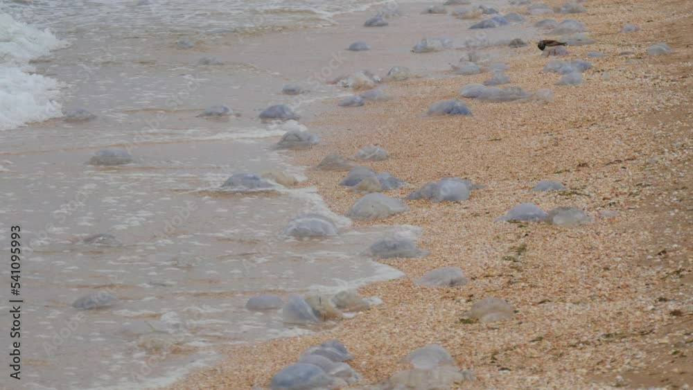 A large number of white jellyfish lie on the shores of the sandy sea, which are washed by the waves. Ecological disaster Sea of Azov, Ukraine A large number of white jellyfish lie on the shores of the sandy sea, which are washed by the waves. Ecological disaster Sea of Azov, Ukraine