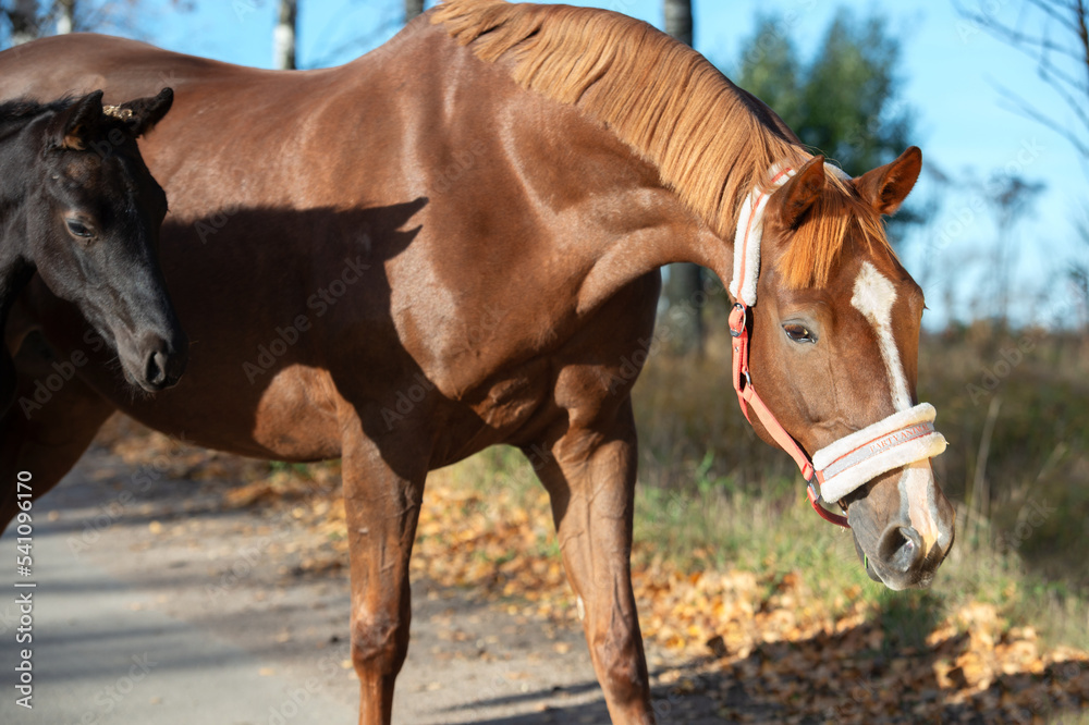Obraz premium portrait of beautiful chestnut dam with her foal posing at sunny autumn day.