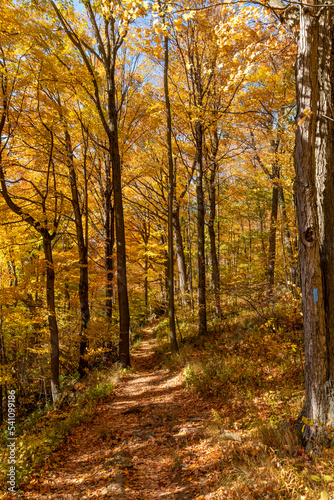 A leaf-covered footpath leads through a yellow Autumn-coloured forest in Rattlesnake Point Conservation Area near Milton, Ontario.