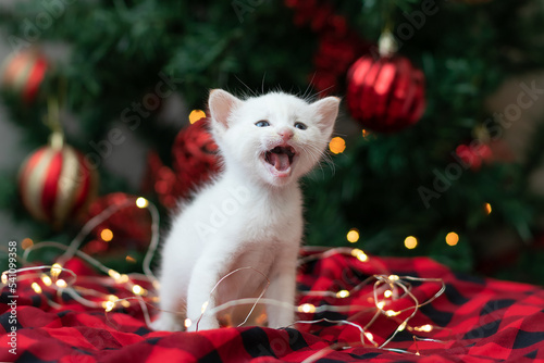 White kitten with blue eyes meowing in front of Christmas tree photo