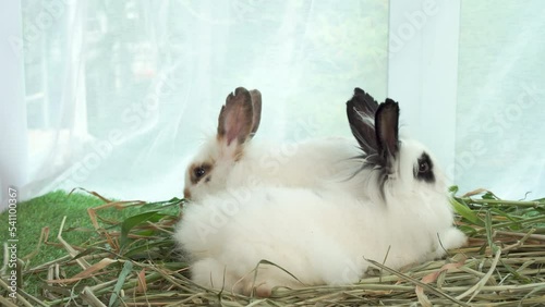 Two fluffy baby rabbit bunny sitting together on dry grass. Healthy lovely furry rabbit white brown black eating dry grass and playful on grass with curtain. Family easter bunny concept.