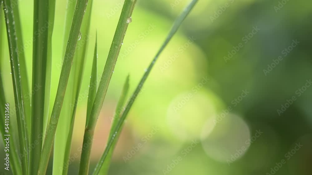 Lemongrass or Cymbopogon citratus on bokeh nature background.