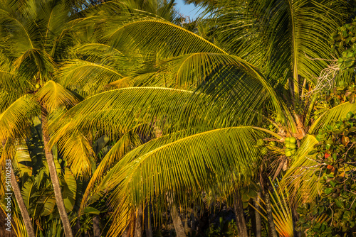 Tropical paradise  idyllic caribbean palm trees with sunbeam in Punta Cana