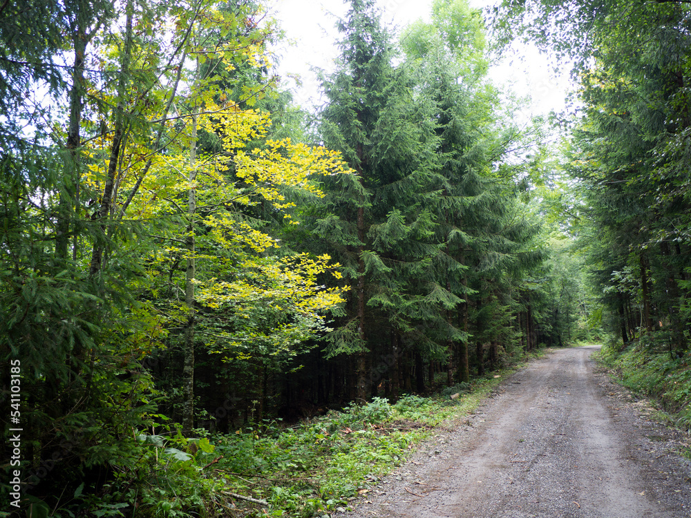 Obraz premium Bosque en Primavera 2