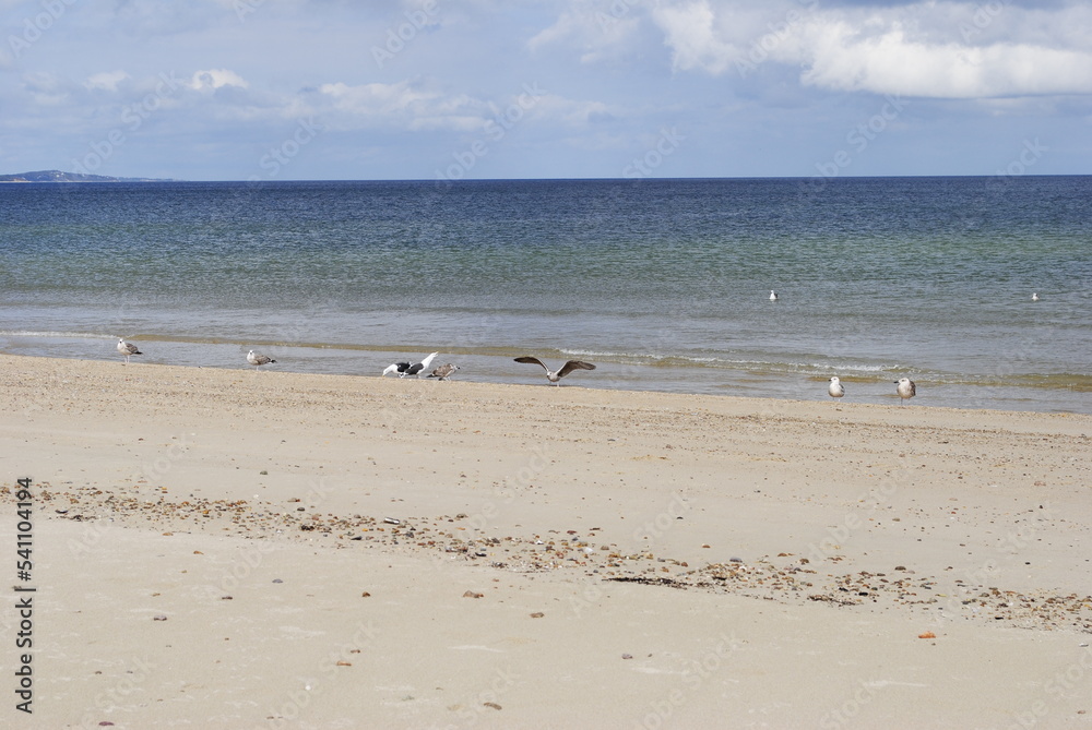 Seagulls sitting on the beach by the water's edge, one with large open wingspan
