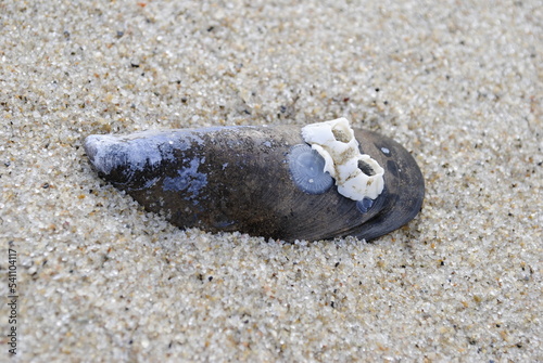 Crab claw detached from crab body still clutching onto slipper shell close up macro on fine sand photo