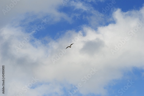 Seagull flying against a blue sky with fluffy clouds.