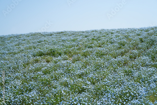 Nemophila Field of Maishima Seaside Park in Osaka, Japan photo