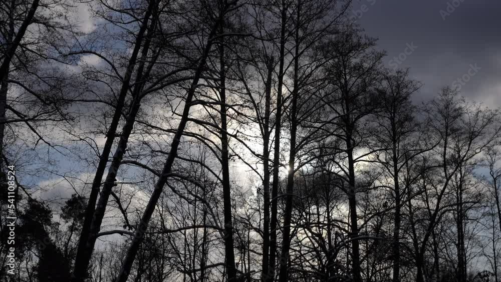 Black leafless trees at background of grey cloudy sky outdoors. Overcast winter day in forest with no people. Concept of nature and weather Black leafless trees at background of grey cloudy sky outdoors. Overcast winter day in forest with no people. Concept of nature and weather