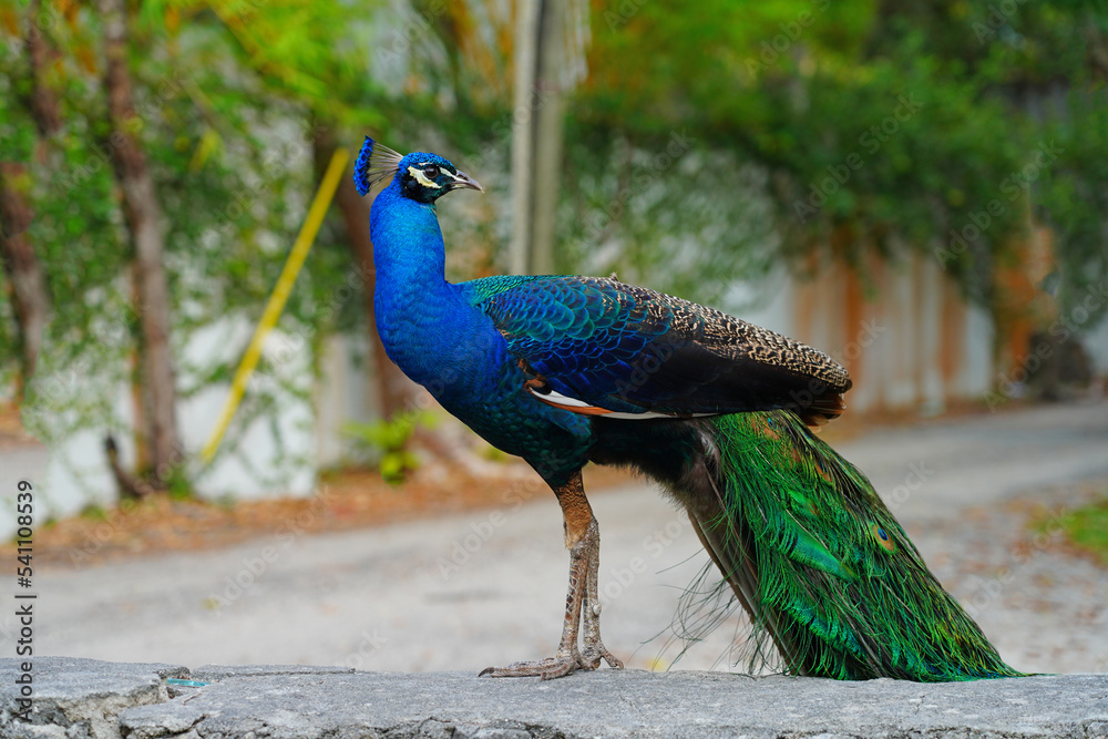 Colorful green and blue male peacock bird on the street in Coconut Grove, Florida Colorful green and blue male peacock bird on the street in Coconut Grove, Florida