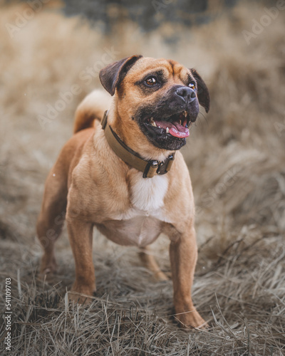 jack russel mix portrait