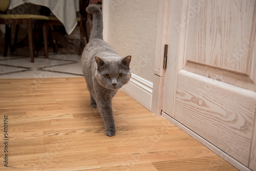cat on the floor