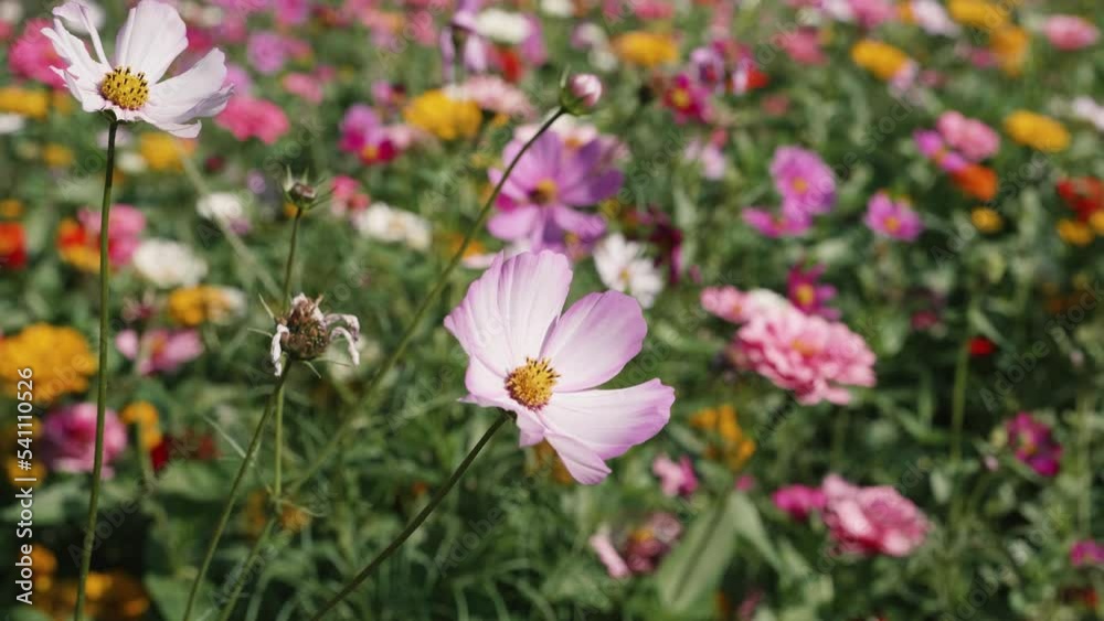 Beautiful Cosmos flowers blooming in nature and moving by the wind. Cosmos are annual flowers with colorful, daisy-like flowers, 4k slow motion footage close up view, from front light to back light. Beautiful Cosmos flowers blooming in nature and moving by the wind. Cosmos are annual flowers with colorful, daisy-like flowers, 4k slow motion footage close up view, from front light to back light.